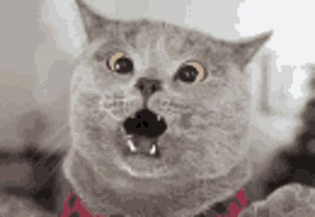 Shocked Cat GIF