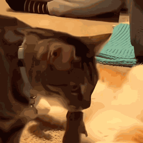 Shocked Cat Overshock GIF