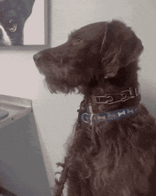 Shocked Dog Kai Is A Big Humper GIF