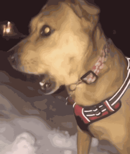 Shocked Dog Snow GIF