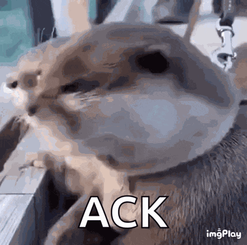 Shocked Surprised GIF