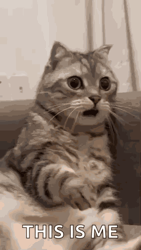 Shocked Surprised GIF