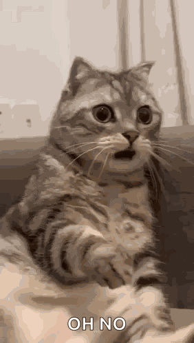 Shocked Surprised GIF