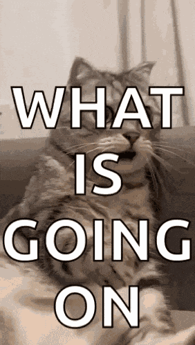 Shocked Surprised GIF