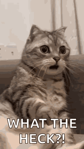 Shocked Surprised GIF
