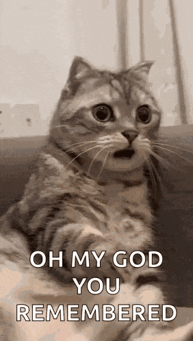 Shocked Surprised GIF