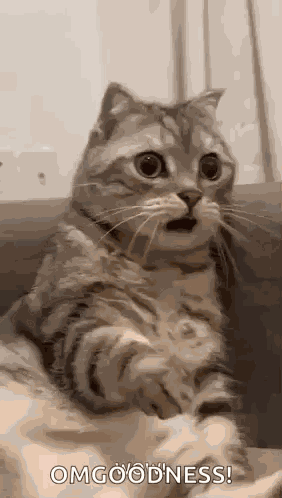 Shocked Surprised GIF