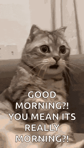 Shocked Surprised GIF