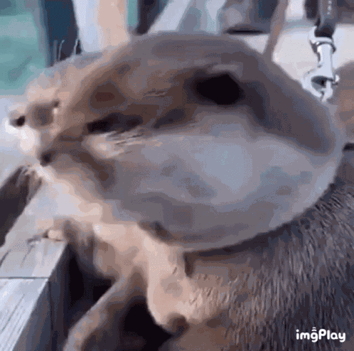 Shocked Surprised GIF