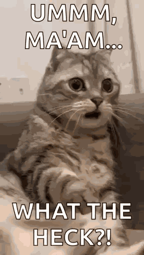 Shocked Surprised GIF