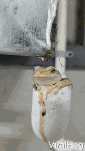 Shower Frog GIF