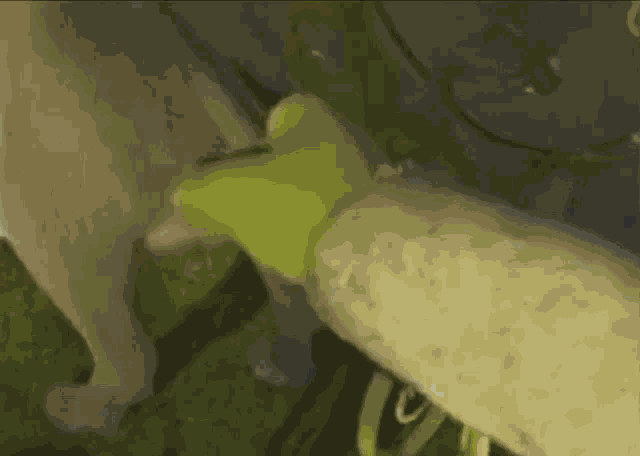 Shrek Donkey GIF