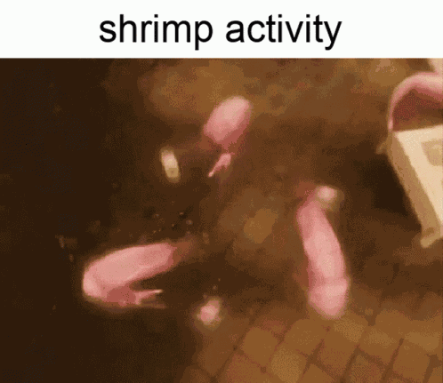 Shrimp Activity GIF
