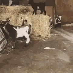 Shummer Goats GIF