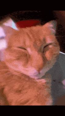 Sick Cat Awu Cat GIF