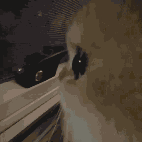 Side Eye Cat GIF