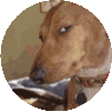 Side Eye Dog Suspicious Look Sticker