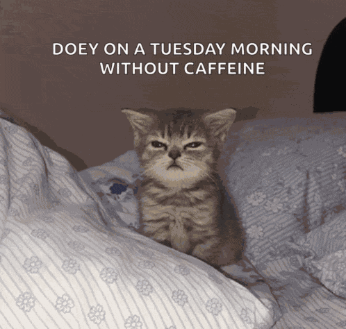 Silly Billy Cat Sleepy Meme