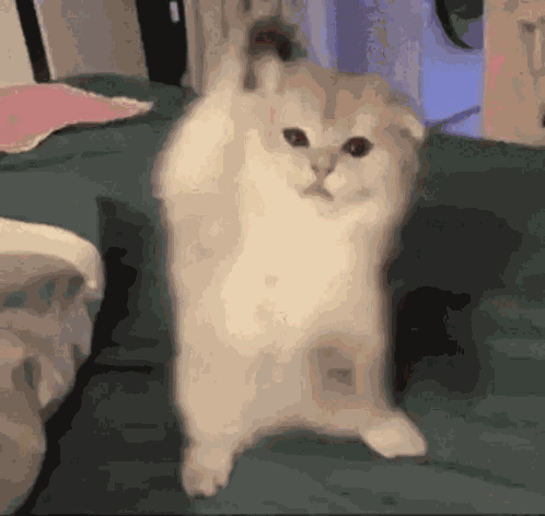 Silly Cat Kitten GIF
