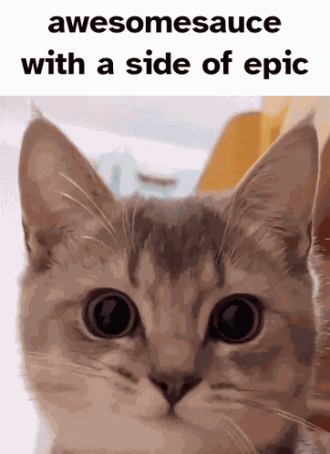 Silly Cats Cat Meme GIF