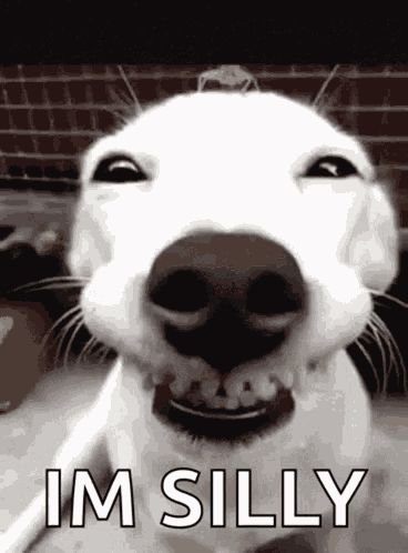 Silly Dog Funny Ha Ha Super Funny Dog Gif GIF