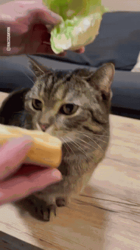 Silly Gato Kitty GIF