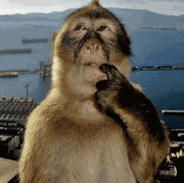 Silly Hehe Meme GIF