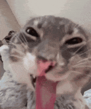Sillycat GIF