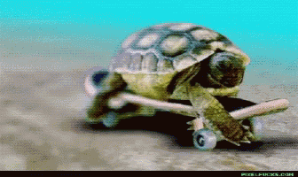 Skateboard Turtle GIF