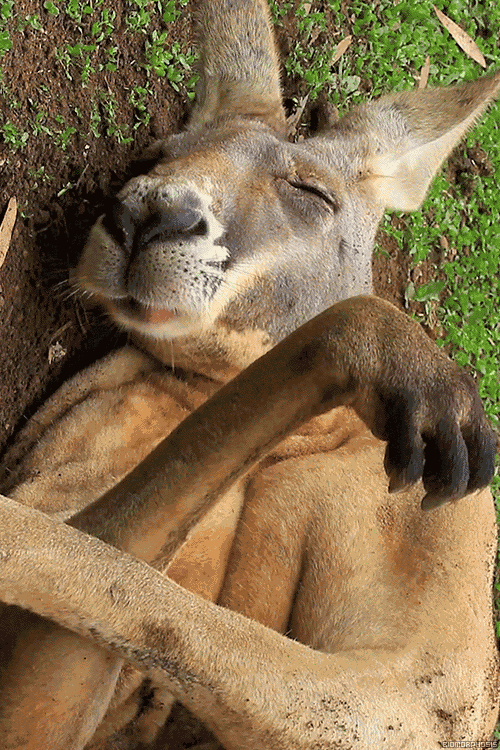 Sleep Eating Kangaroo GIF
