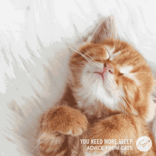 Sleepadvicefromcats Sleeping Cat GIF