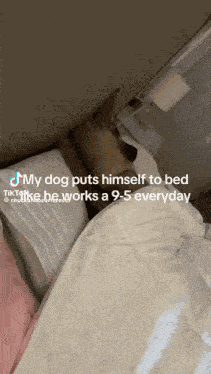 Sleeping German Shepherd GIF