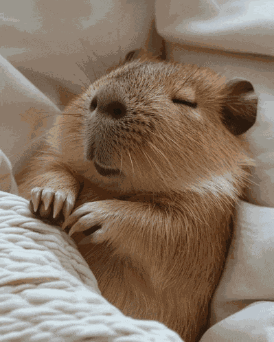 Sleepy Capybara Sleepy Bara Meme