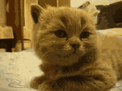 Sleepy Cat GIF