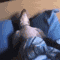Sleepy Dog Sleeping GIF