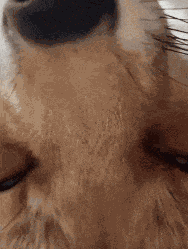 Sleepy Fox Sleeping Fox GIF