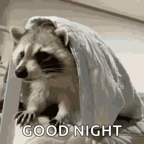 Sleepy Raccoon GIF