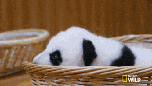 Sleepy Sleepy Sleepy Pandas GIF