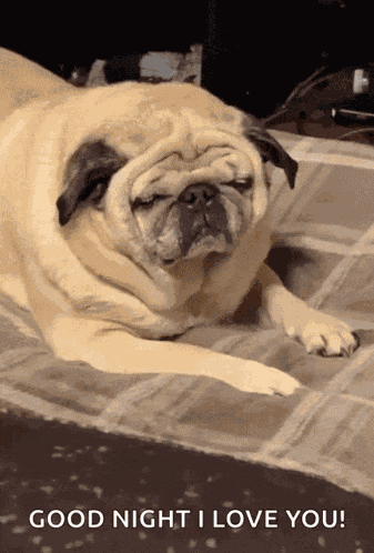 Sleepy Tired GIF