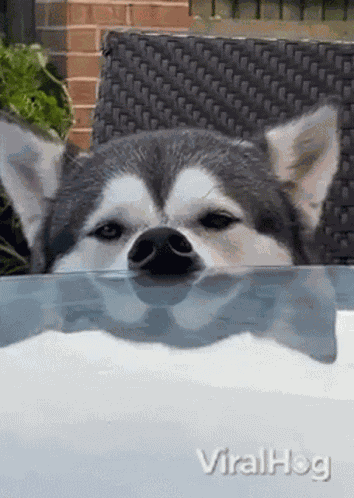 Sleepy Viralhog GIF