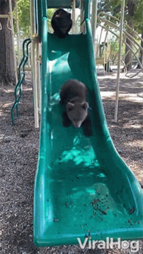 Sliding Down Viralhog GIF