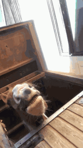 Slim3belief Horse GIF
