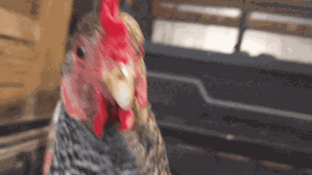 Slommy Chicken GIF