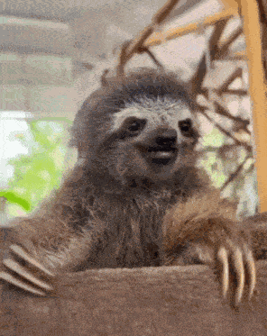 Sloth GIF