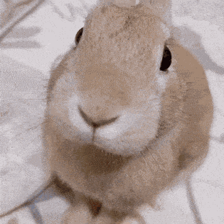 Slungus Bunny GIF