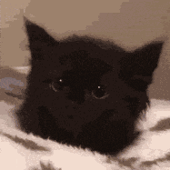 Small Cat GIF