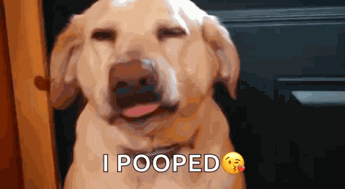 Smile Dog GIF