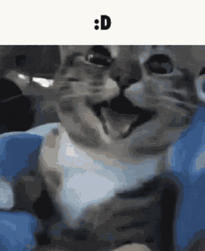 Smiling Cat Cat GIF