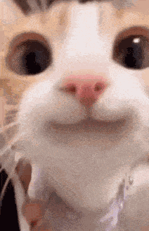 Smiling Cat Happy Cat GIF
