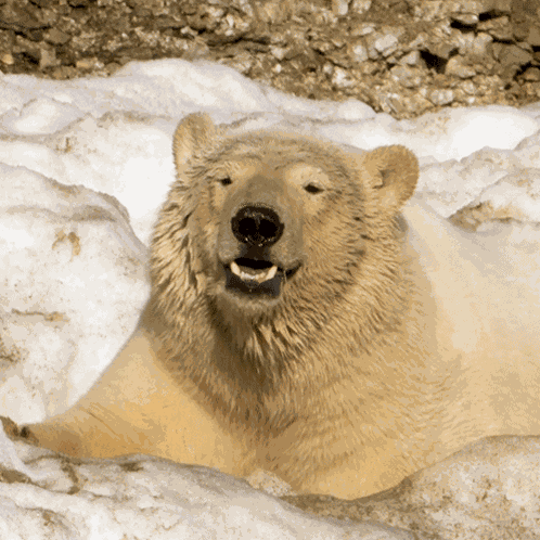 Smiling Polar Bear GIF